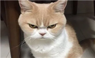 猫咪喜欢跟我生气的原因