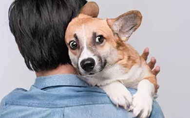 狗狗为什么会很忠心呢