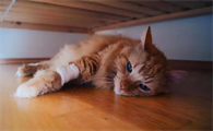 猫没死我确诊狂犬病