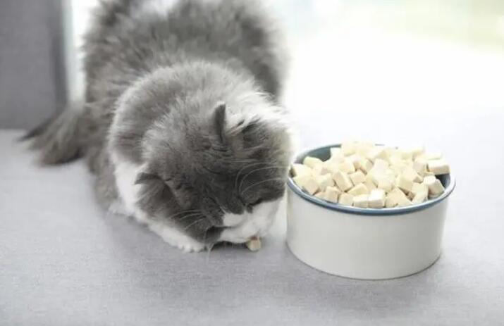 小猫咪不能吃什么食物和水果