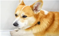 训练狗狗安静待在家的方法!