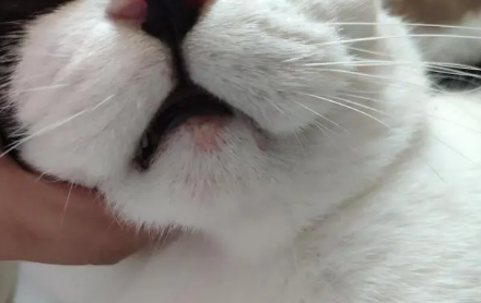 猫咪脸上长了红疙瘩怎么办啊 猫咪脸上长了红疙瘩怎么办啊