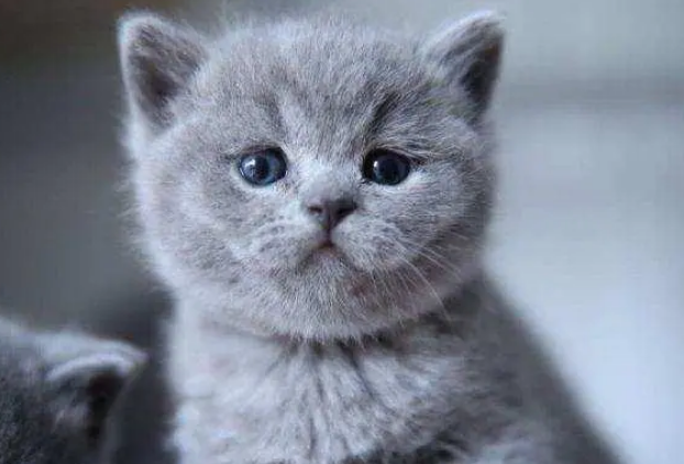 猫咪可以吃蛋黄吗? 猫咪可以吃蛋黄吗?