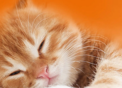 快来瞧一瞧,猫咪鼻涕带血怎么回事? 快来瞧一瞧,猫咪鼻涕带血怎么回事?