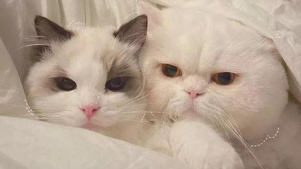 家中的猫咪喜欢挠沙发怎么办?怎么改变猫咪挠沙发的习惯? 家中的猫咪喜欢挠沙发怎么办?怎么改变猫咪挠沙发的习惯?