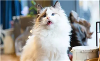 为什么家养猫咪不怕人