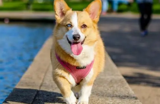 挑选宠物犬要考虑的问题