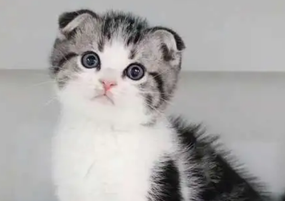 如何保证猫咪的卫生?养猫指南! 如何保证猫咪的卫生?养猫指南!