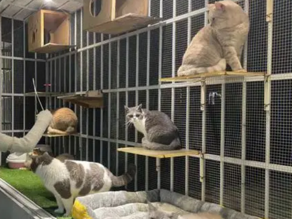 宠物猫寄养一天多少钱
