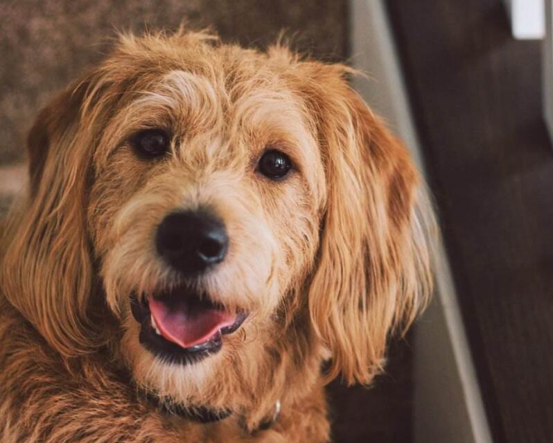 狗狗的记忆可以保留多久？