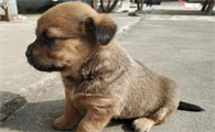 咖啡色土狗幼犬图片