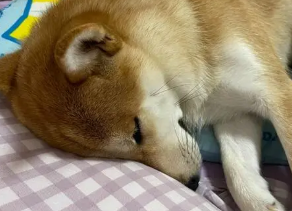 为什么狗狗会在床上睡觉呢