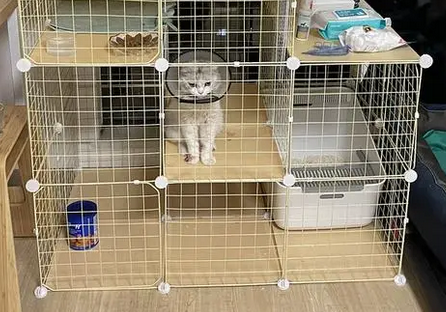 猫咪为什么要带猫笼呢