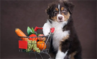犬尿道炎的病因和临床症状?快来看看吧