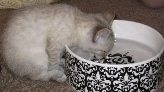 猫咪喝水的重要性,你了解多少? 猫咪喝水的重要性,你了解多少?