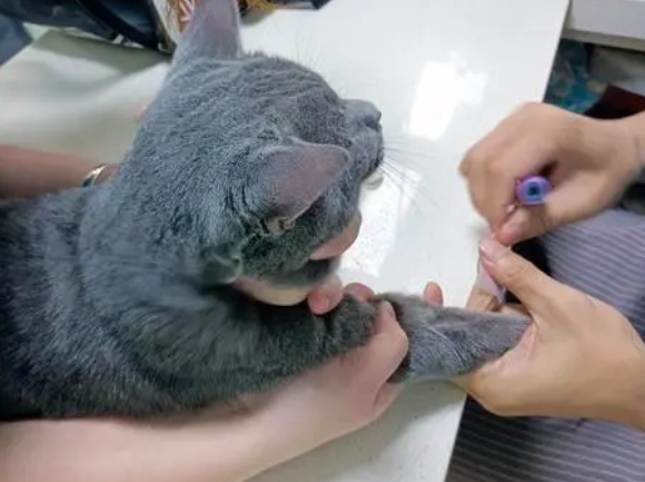 猫咪做血常规多少钱？我们来看看！