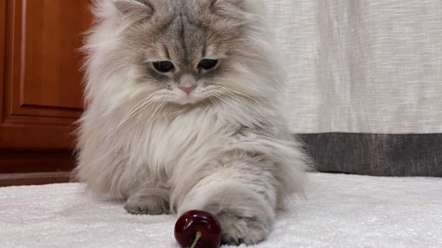 邓峰家的猫多少钱一只