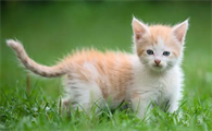 在路上见到猫猫,怎样打招呼才能得到回应?