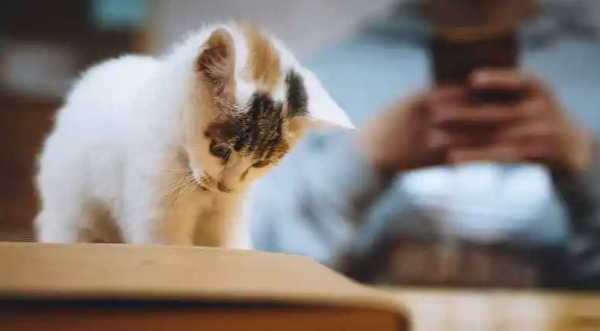 猫咪异位性皮炎的治疗方法,解决猫咪皮肤症状的方法! 猫咪异位性皮炎的治疗方法,解决猫咪皮肤症状的方法!
