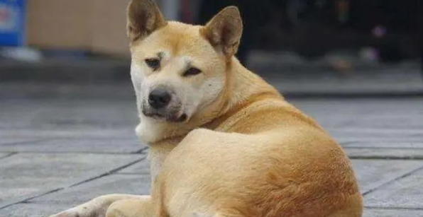 你的狗狗确实必须补钙吗? 你的狗狗确实必须补钙吗?