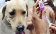 出現这种症状,表明狗狗有“狂犬病”!主人家要小心了
