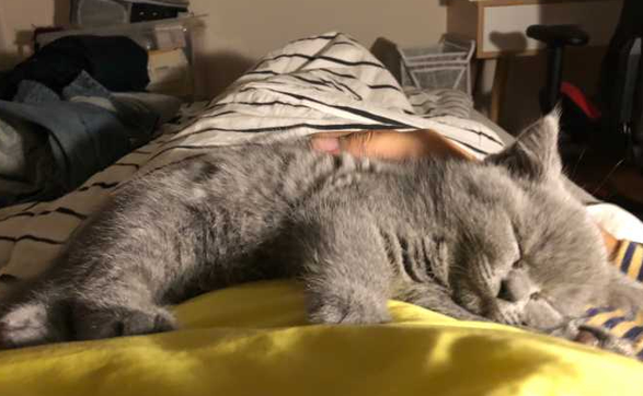 猫咪为什么总是趴在人身上呢