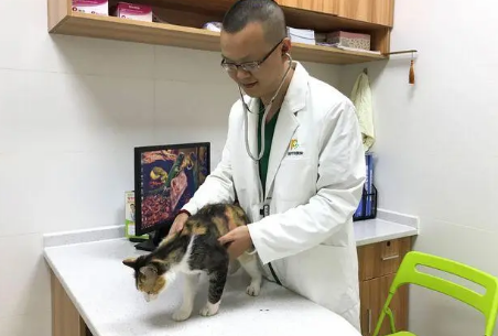 大兴区宠物医院哪家好