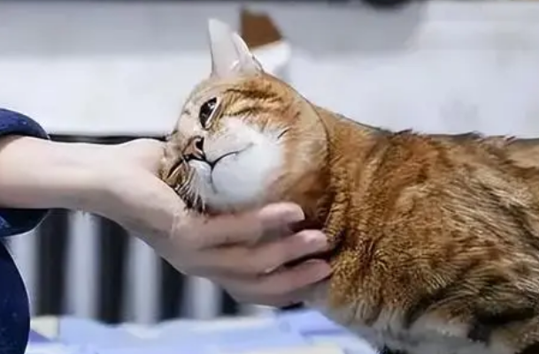 猫咪为什么拱你手脚呢 猫咪为什么拱你手脚呢