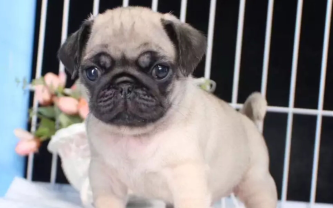 温顺的小型犬有哪些品种 温顺的小型犬有哪些品种