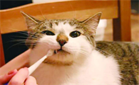 猫咪口臭是什么引起的