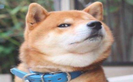柴犬不长胖都不长高要喂哪些