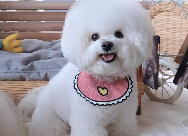 白色的比熊狗狗什么名字好听