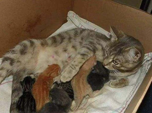 母猫生小猫前会提示主人吗为什么