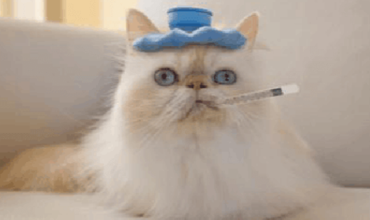 猫咪发烧了该怎么办?猫咪感冒发烧的应对措施! 猫咪发烧了该怎么办?猫咪感冒发烧的应对措施!