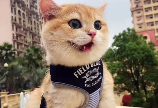 流浪猫被好心人收养,与主人建立深厚感情 流浪猫被好心人收养,与主人建立深厚感情