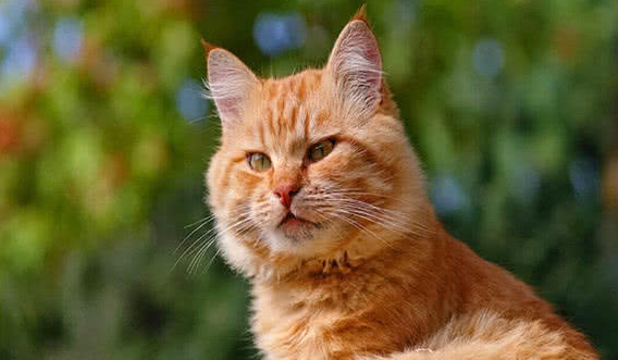 猫咪得了猫藓要怎么治疗?快学起来
