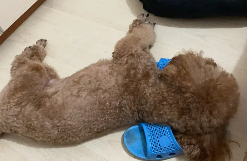 为什么狗狗抱着拖鞋睡觉