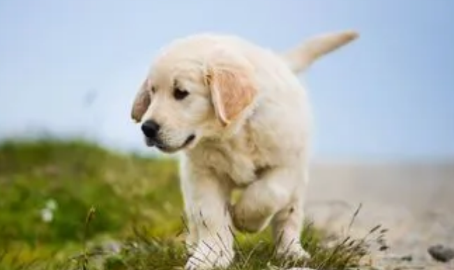 幼犬狗狗为什么老叫个不停