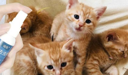 猫咪长虱子用什么药好？