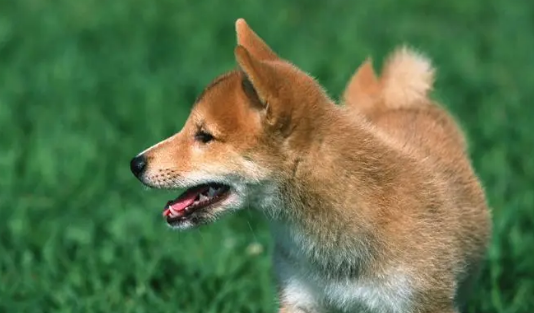 搜救犬能帮忙找狗吗? 搜救犬能帮忙找狗吗?