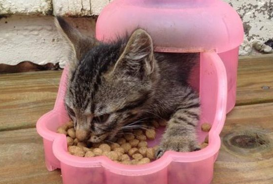 猫粮和我们人类的食物有啥区别呢？来看看吧
