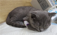 猫咪肠胃炎治疗数天没好转该怎么办?