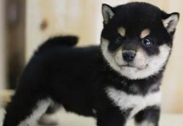 黑柴犬和四眼土狗的区别