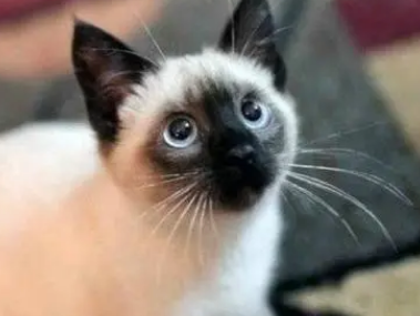 养暹罗猫的禁忌最怕什么 养暹罗猫的禁忌最怕什么