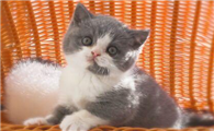 猫咪体温太高?怎么办呢?