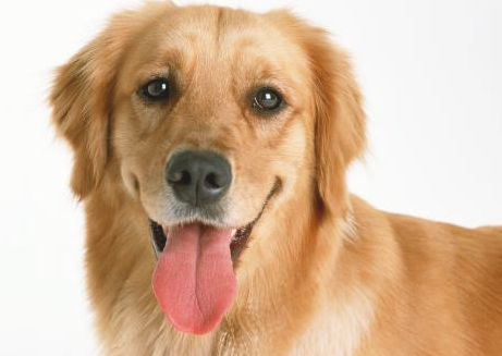 一只讨人喜欢听话的金毛犬怎样训练？