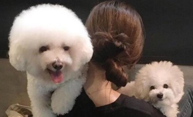 很喜爱比熊犬？那由于你要不清楚它的5大“缺陷”