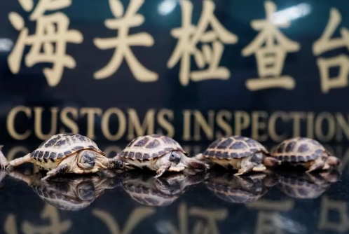 江门海关截获入侵物种红耳彩龟 江门海关截获入侵物种红耳彩龟
