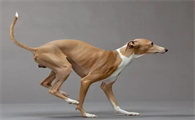 格雷伊猎犬幼崽图片