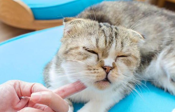 一文详解：猫死后几个小时会有细菌？
